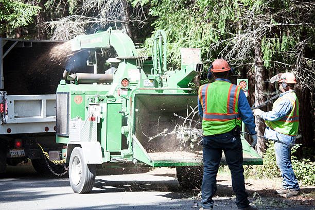 Bay Park, NY Tree Removal Services Company