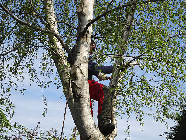 Mulching Services in Bay Park, NY